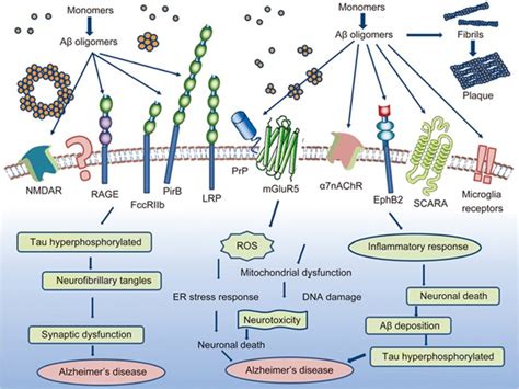 Amyloid beta: structure, biology and structure.